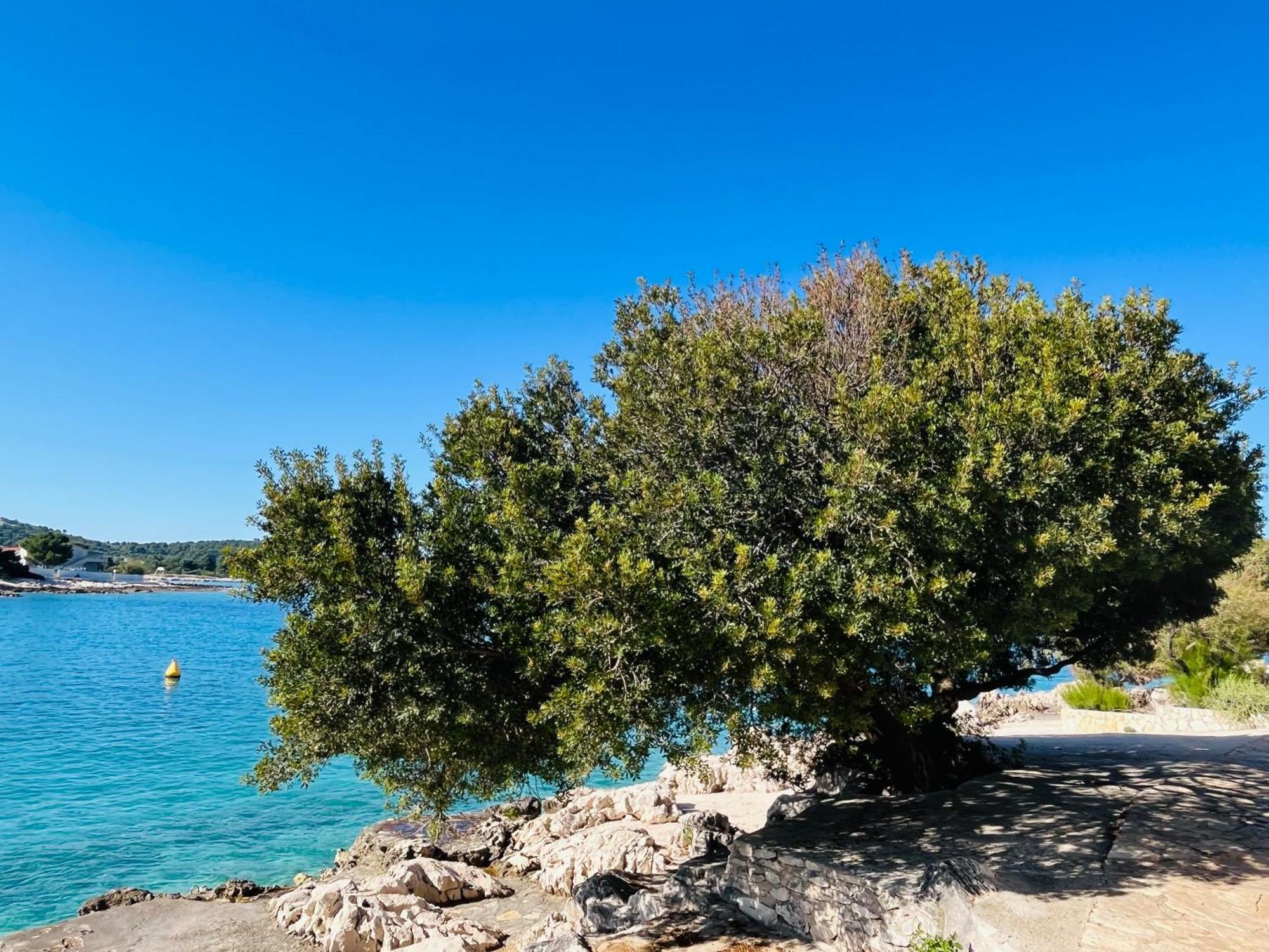 Apartmani Mate Rogoznica  Dış mekan fotoğraf